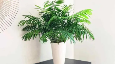 適合新房裝修后的綠植，好看還能除甲醛，附帶其習(xí)性攻略?、? /></a></dt>
                        <dd>
                            <h4><a class=
